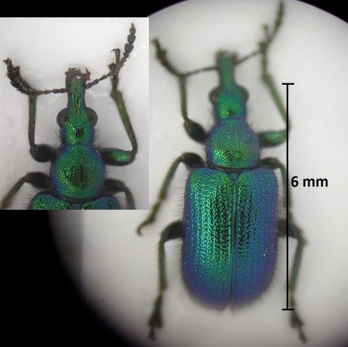 Lasiorhynchites sp.